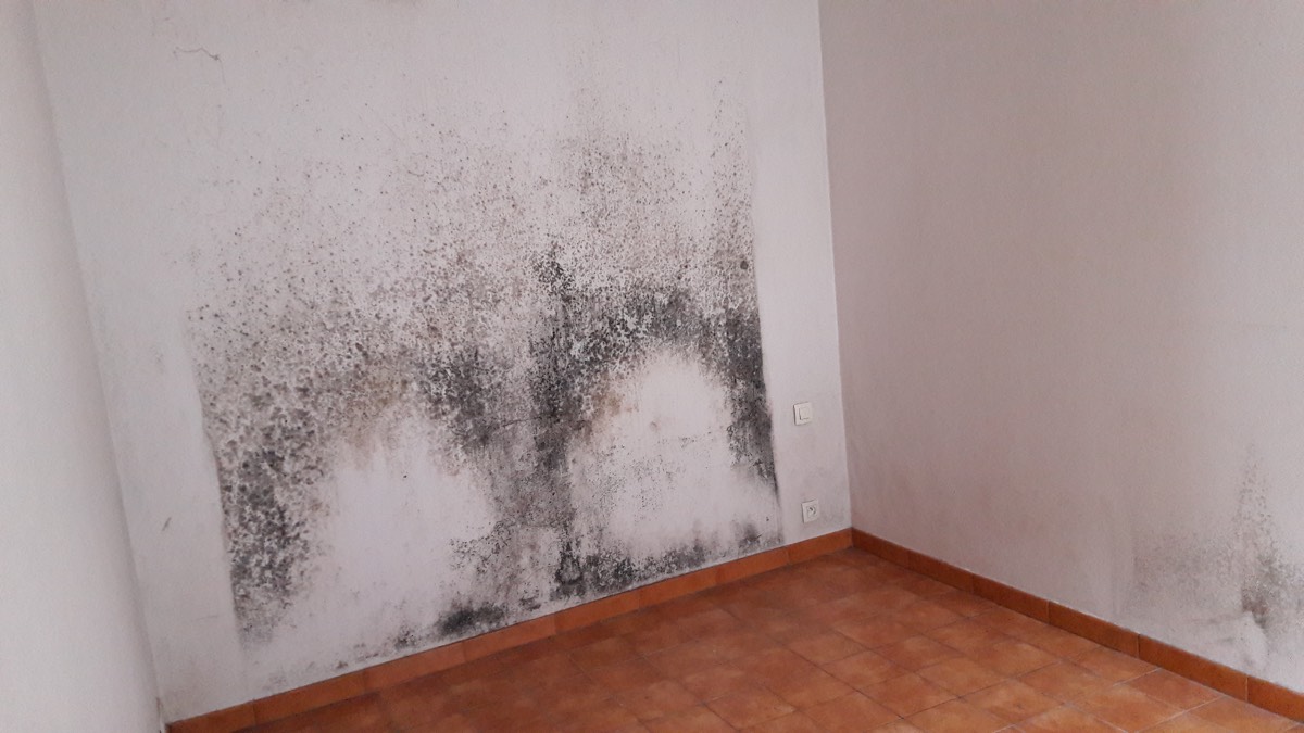 Moisissures - Expertise humidité à Le Havre